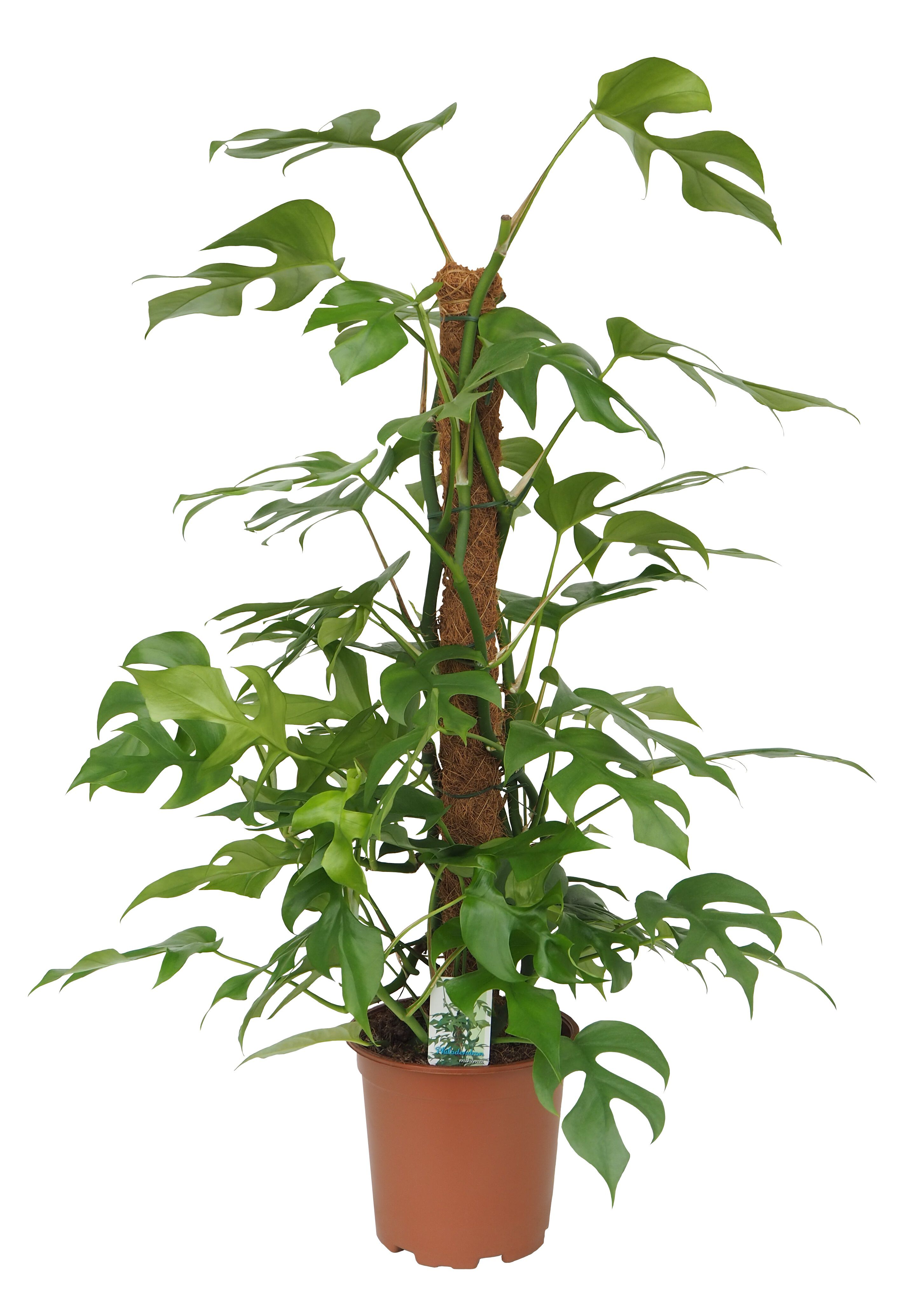 Monstera Mosstok (gatenplant) - Kamerplant