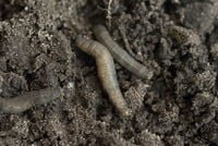 ECOstyle Aaltjes - tegen emelten - 10 m2
