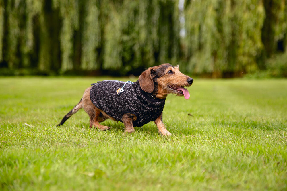 Beeztees Celia - Hondentrui - donkergrijs - XS