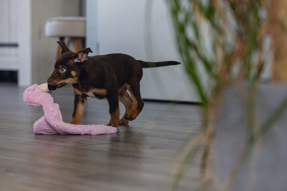 Beeztees  Flatino Flamingo Fe Knuffel - Puppyspeelgoed - Roze - 4x24x5.5 cm