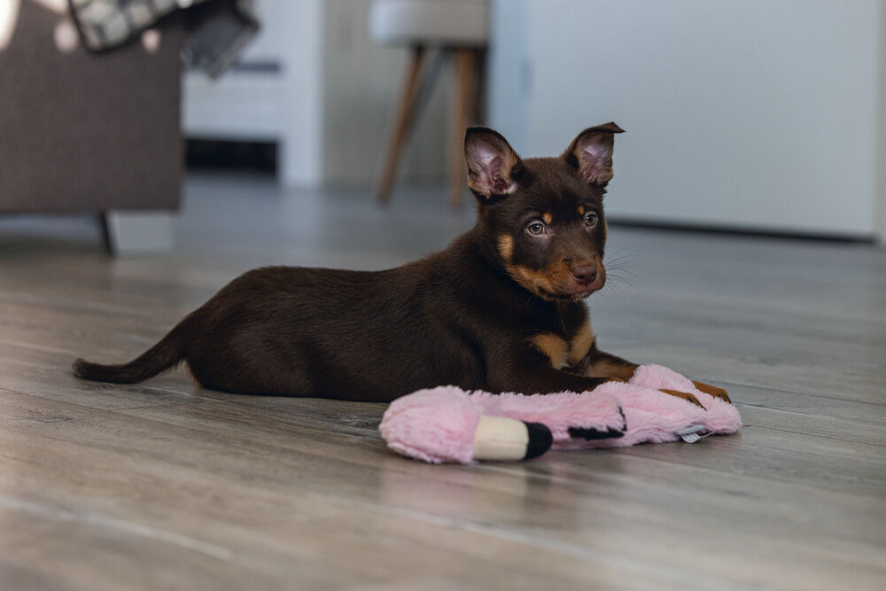 Beeztees  Flatino Flamingo Fe Knuffel - Puppyspeelgoed - Roze - 4x24x5.5 cm