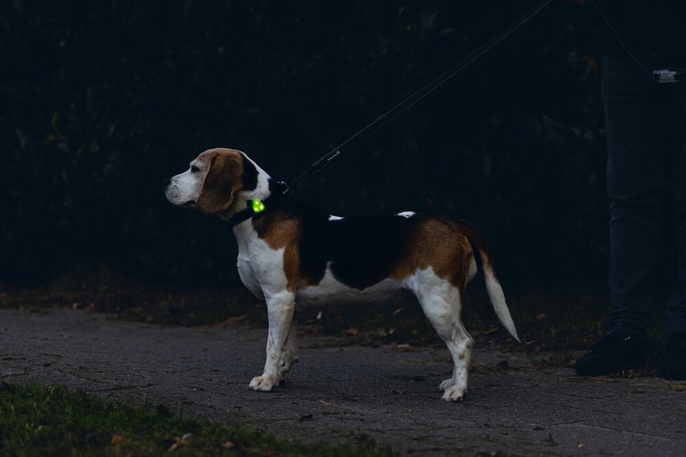 Beeztees - Veiligheidslampje - Hond - 1 stuk - assorti - 8 cm