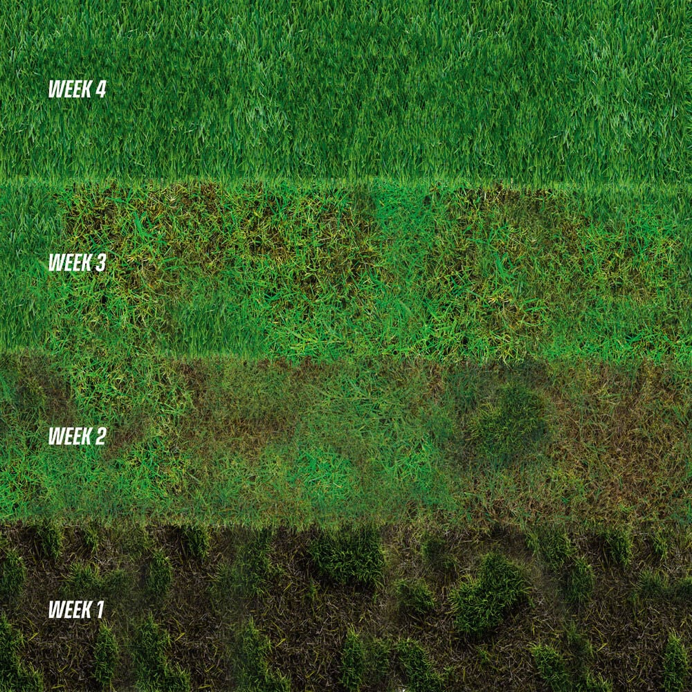 ECOstyle GazonMax - Gazonmest - 200 m2 - 10 Kilogram