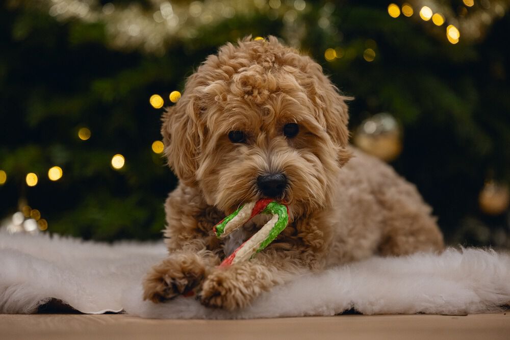 Beeztees Kerststok Munchy - Hondensnack - 5 Stuks