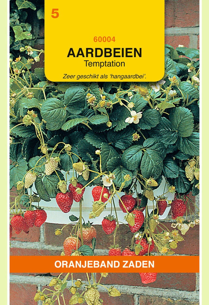 Oranjeband zaden Hangaardbeien Temptation - Groentezaden Oranjeband zaden Hangaardbeien Temptation - Groentezaden