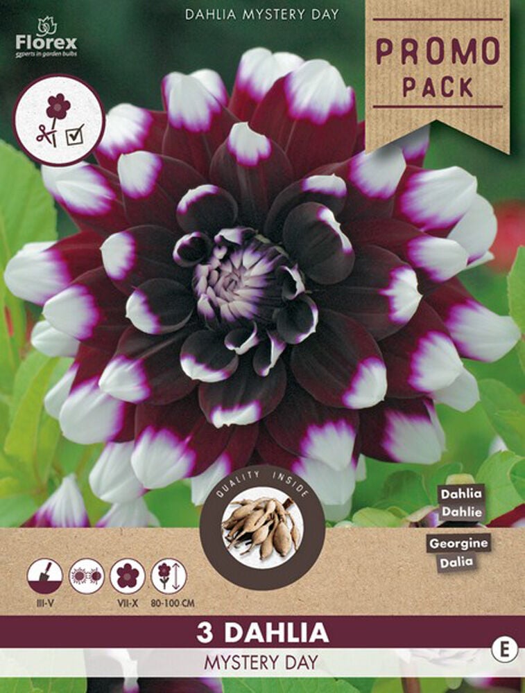 Florex Dahlia Mystery Day - Bloembollen
