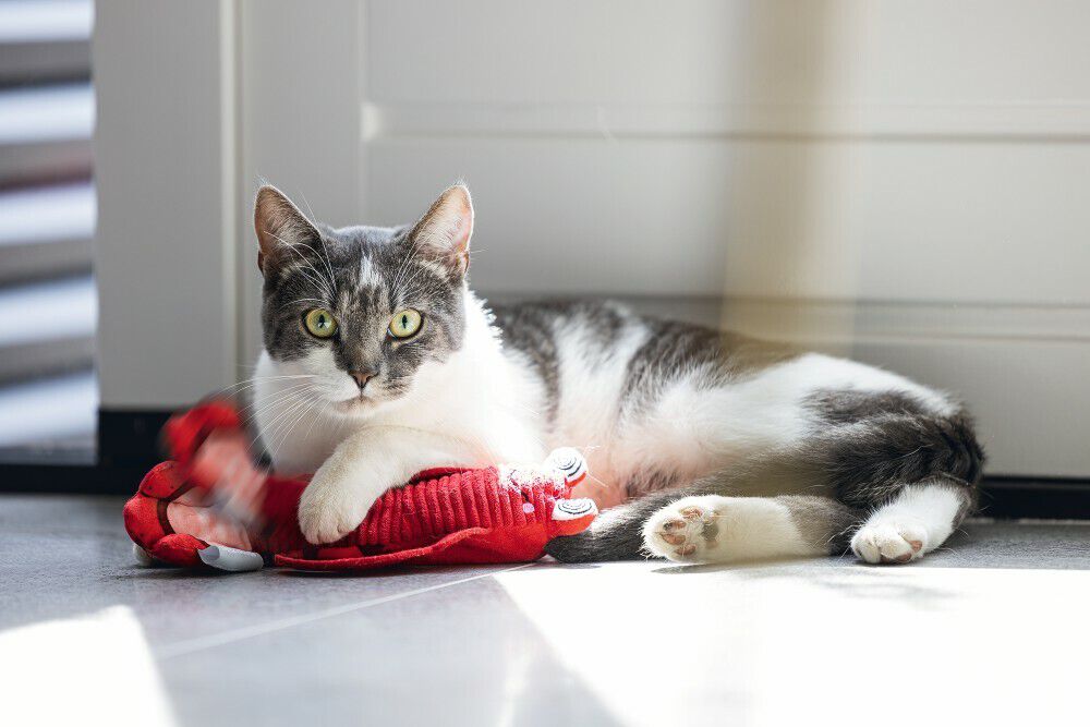 Beeztees Bewegende Kreeft - Kattenspeeltje - Rood