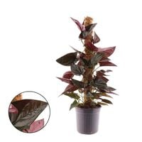 Syngonium - Pijlpuntplant - Kamerplant - 16 cm
