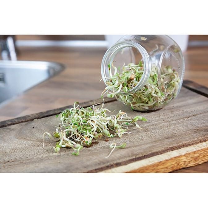 Buzzy® Organic Sprouting - Kiempot Salademix - 7.5 Gram