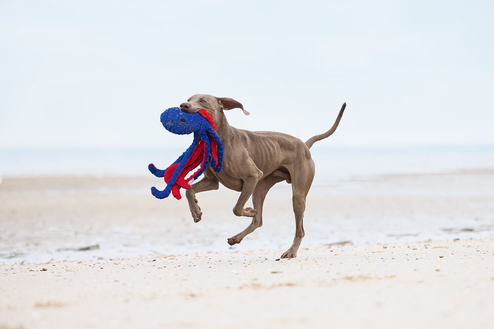 Beeztees Octopus Amy Knuffel - Hondenspeelgoed - blauw - 5x16x56 cm