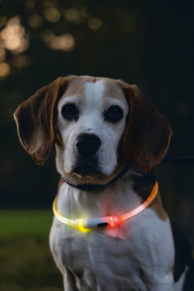 Beeztees Dogini USB - Lichtgevende halsband Hond - multi - 1 cm