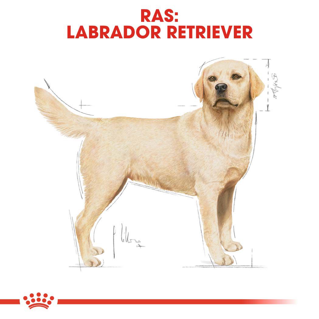 Royal Canin Labrador Retriever Adult -  Hondenvoer - 12 Kilogram - gevogelte