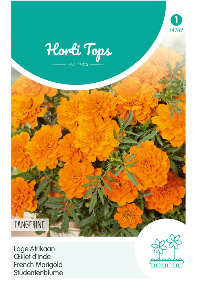 Hortitops Lage Afrikaan Tangerine - Bloemzaden