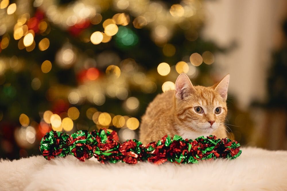 Beeztees Kerstslinger - Kerst kattenspeeltje