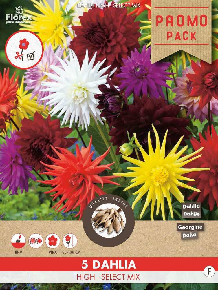 Florex Dahlia - Bloembollen Florex Dahlia - Bloembollen