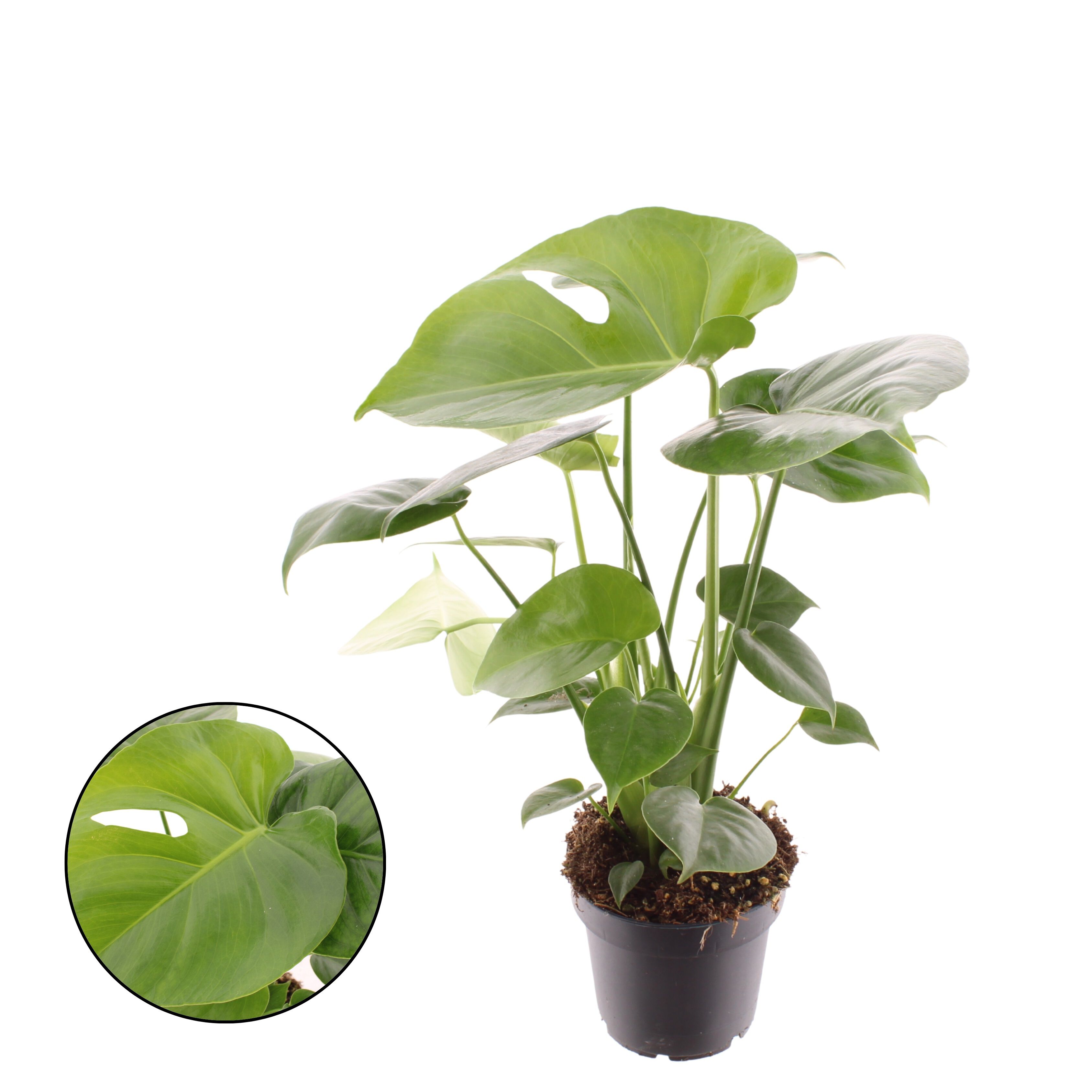 MOnstera Monkey Leaf (Gatenplant) - Kamerplant