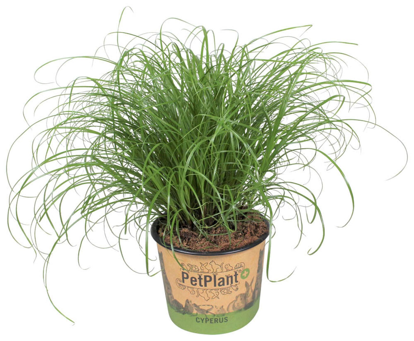Kattengras (Cyperus) - Kamerplant Kattengras (Cyperus) - Kamerplant