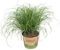 Kattengras (Cyperus) - Kamerplant - 12 cm