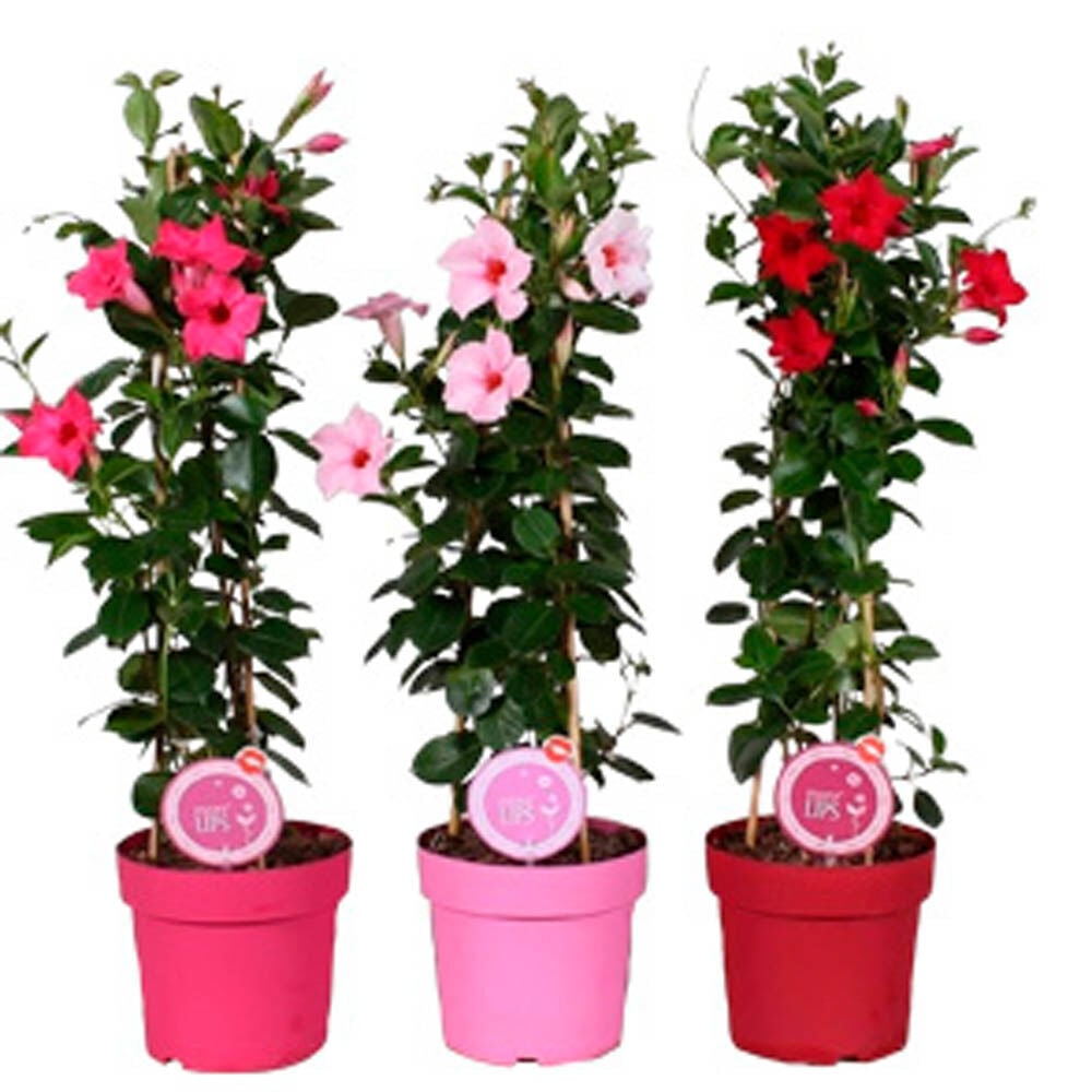 Sundaville - Eenjarige planten - Diverse kleuren