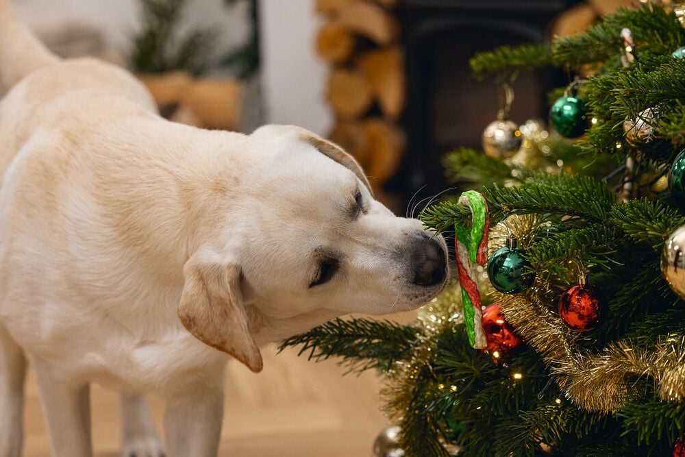 Beeztees Kerststok Munchy - Hondensnack - 5 Stuks