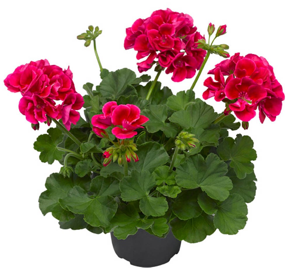 Geranium special - Eenjarige planten - Diverse kleuren Geranium special - Eenjarige planten - Diverse kleuren