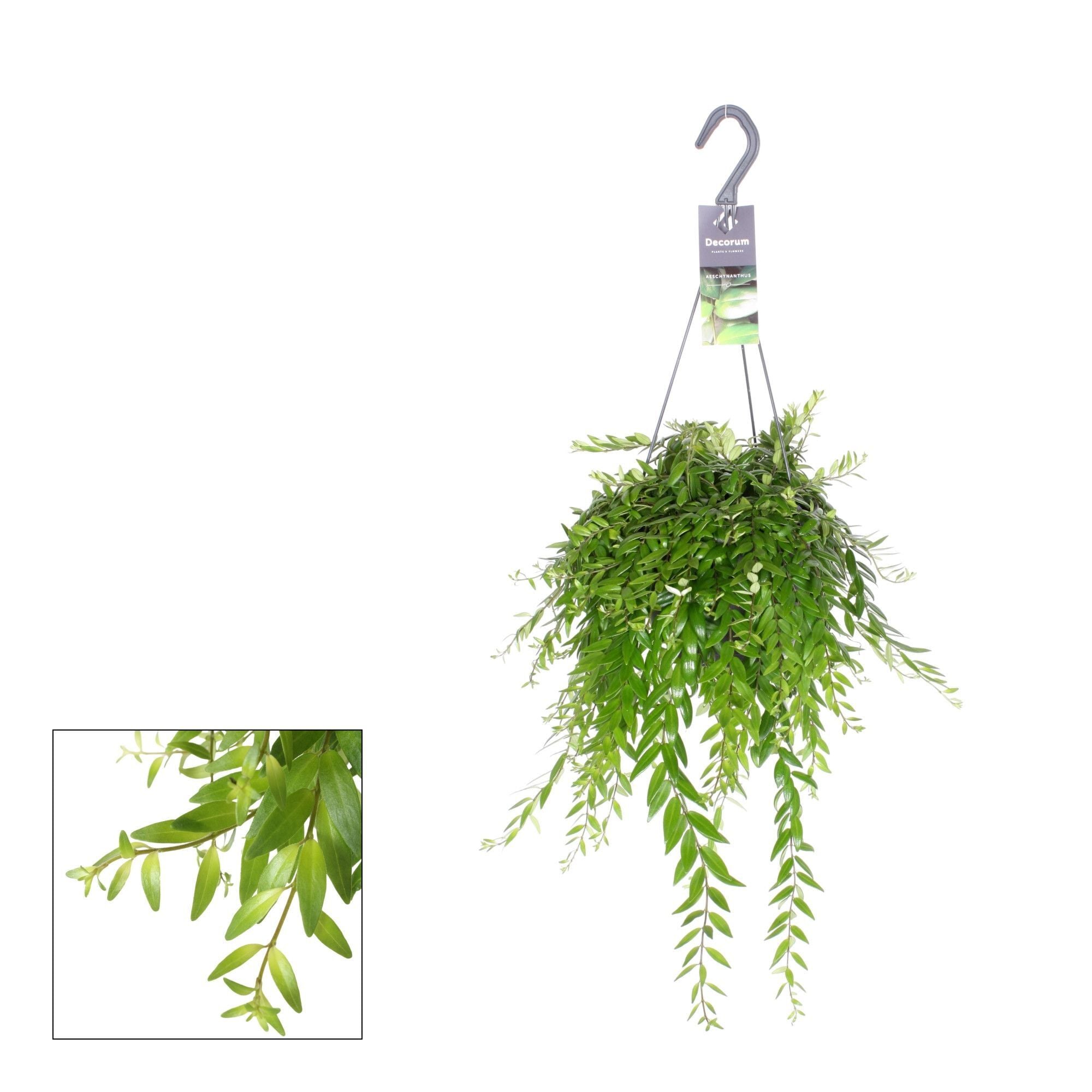 Aeschynanthus Mix - Hangplant - 17 cm Aeschynanthus Mix - Hangplant - 17 cm