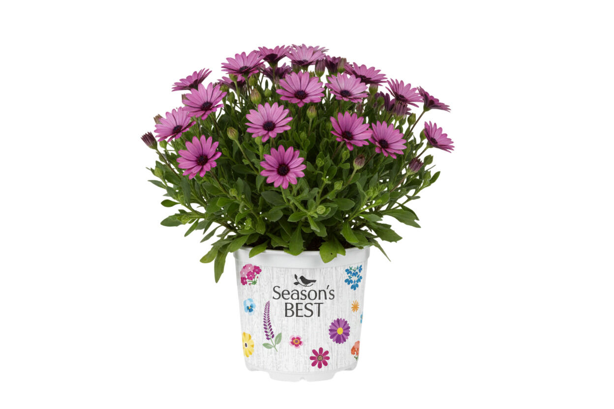 Seasonal Colours mix - Eenjarige planten - Diverse kleuren