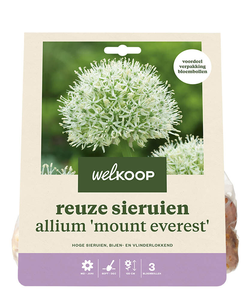 Welkoop Reuze Allium Corine - Bloembollen