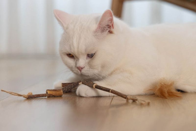 Beeztees Koord Matatabi - Kattenspeeltje - Beige