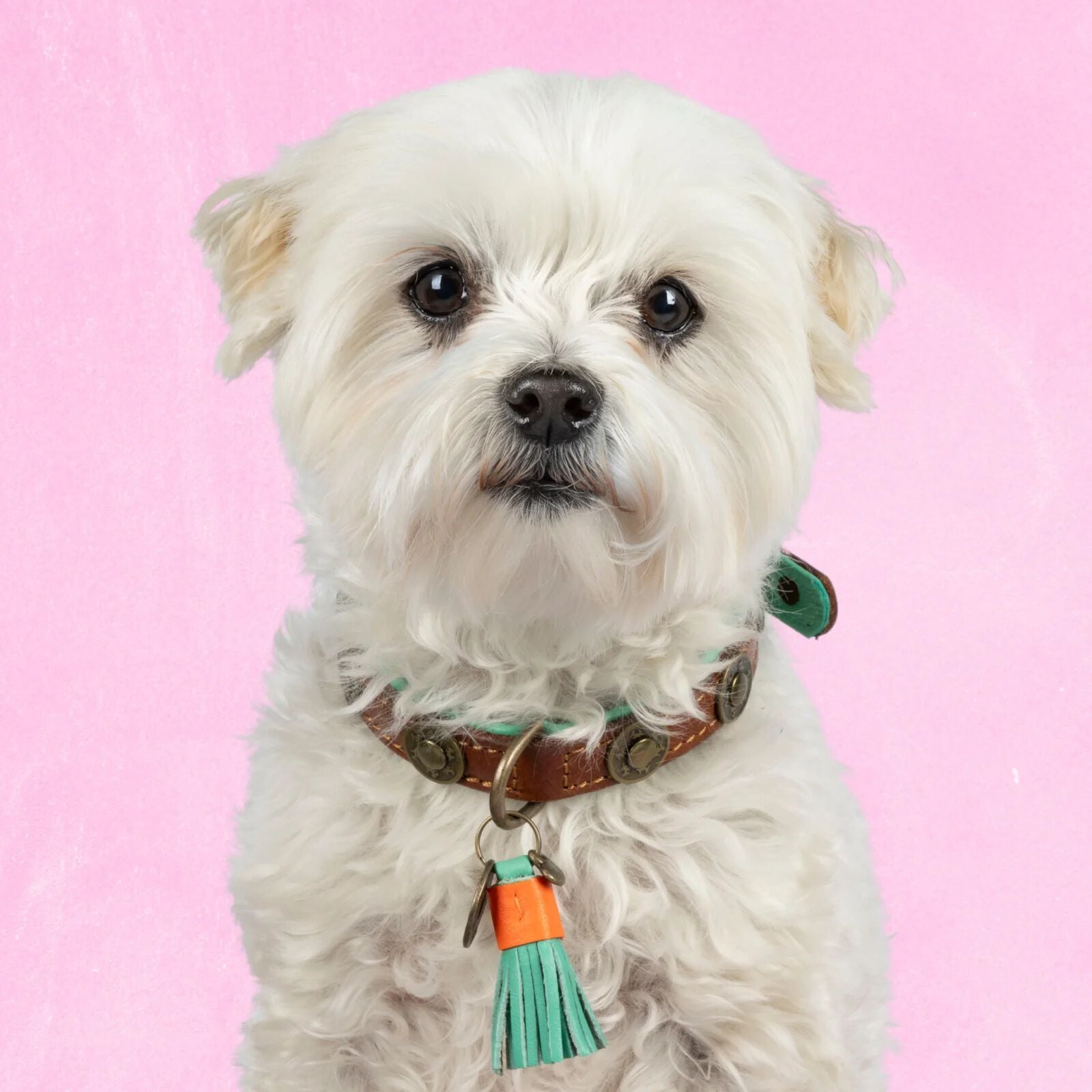 Dwam Urban - Halsband Hond - Bruin - 40 tot 47 cm