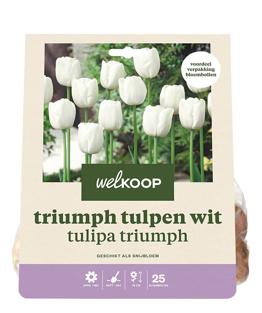 Welkoop Tulp Rita - Bloembollen