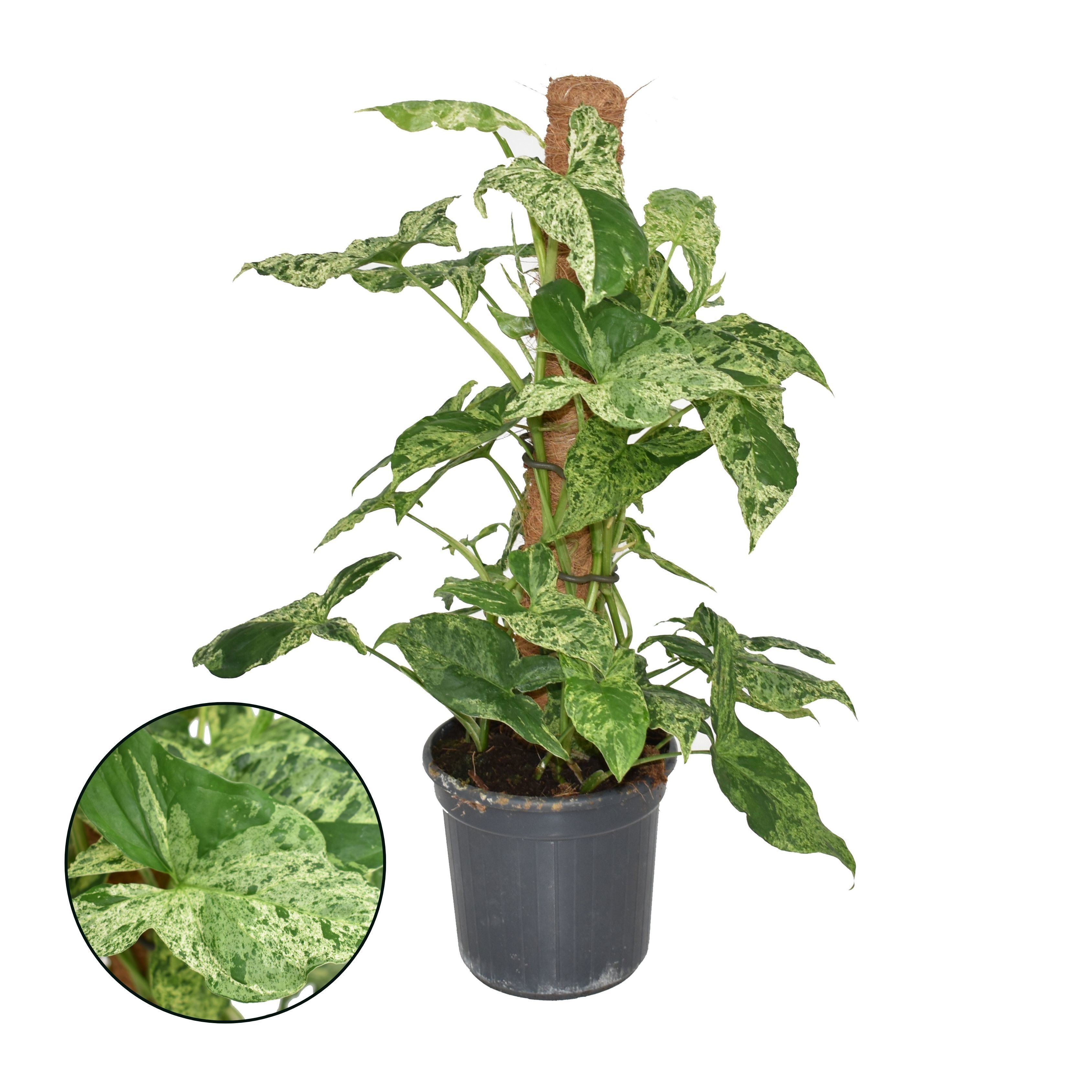 Syngonium - Pijlpuntplant - Kamerplant - 16 cm