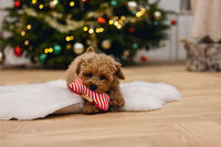 Beeztees Kerst Bot Knuffel - Hondenspeelgoed - rood - 24.8x9.8x4 cm