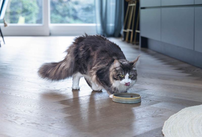 Designed by Lotte Jace - Voerbak - 300 l - Groen - 3x15x15 cm - 15 cm