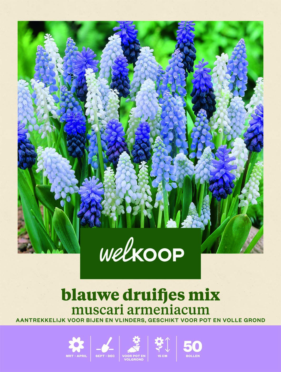 Welkoop Blauwe druifjes Muscari Armeniacum mix - Bloembollen Welkoop Blauwe druifjes Muscari Armeniacum mix - Bloembollen