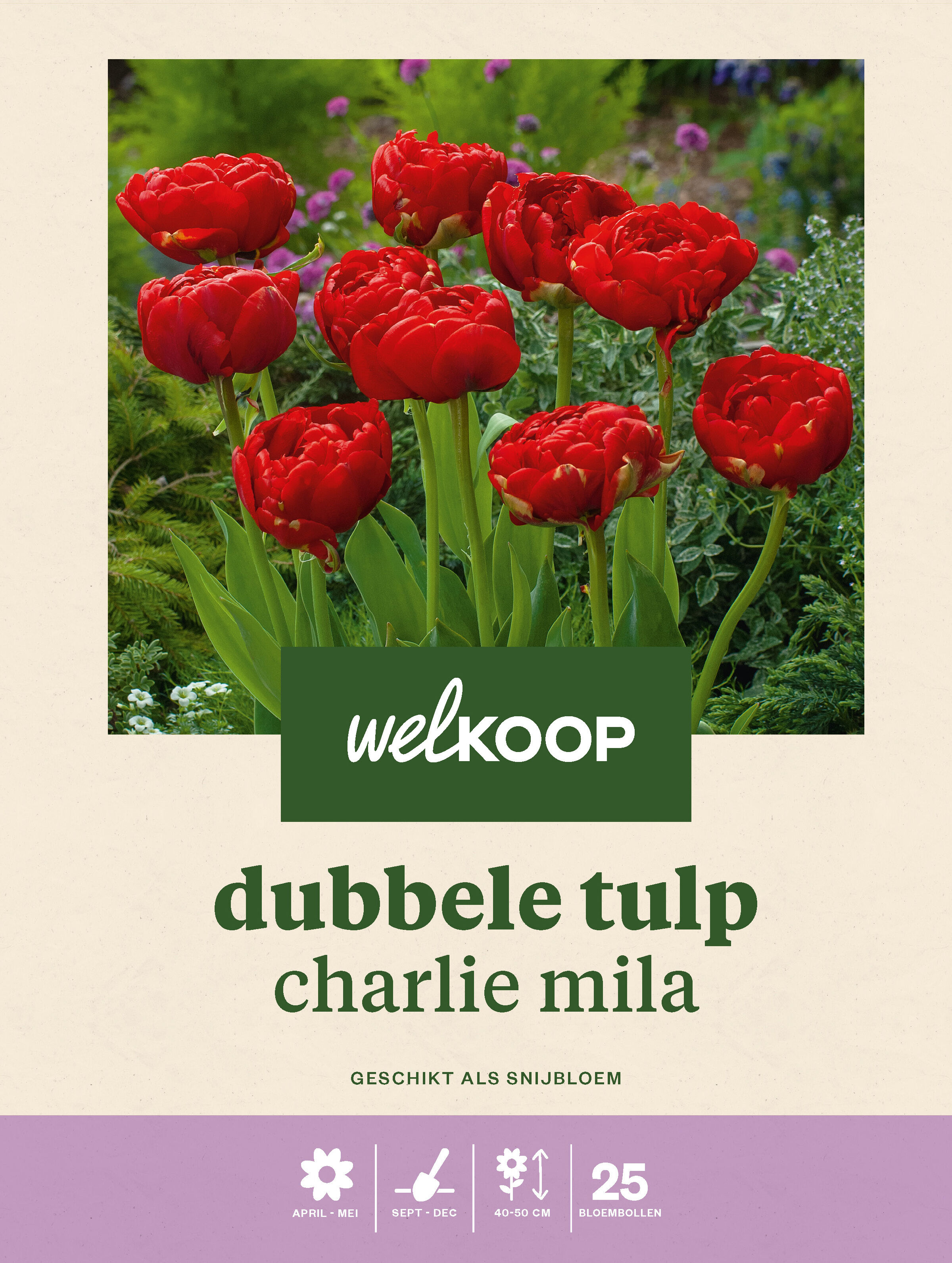 Welkoop Dubbele Tulp Charlie Mila - Bloembollen