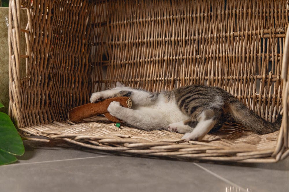 Beeztees Boomstam Jungle - Kattenspeeltje - Bruin