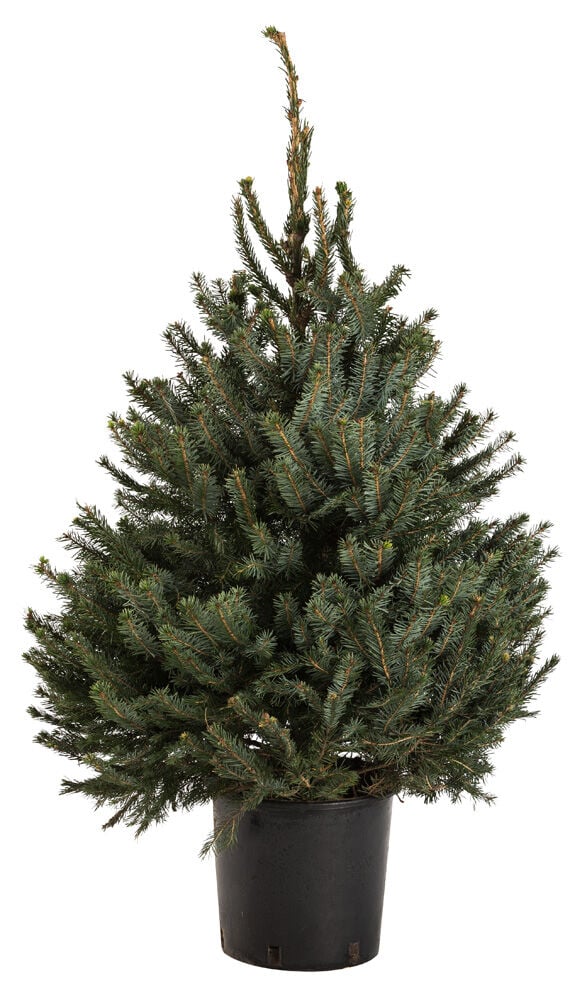 Omorika in pot - Kerstboom - 100 cm Omorika in pot - Kerstboom - 100 cm