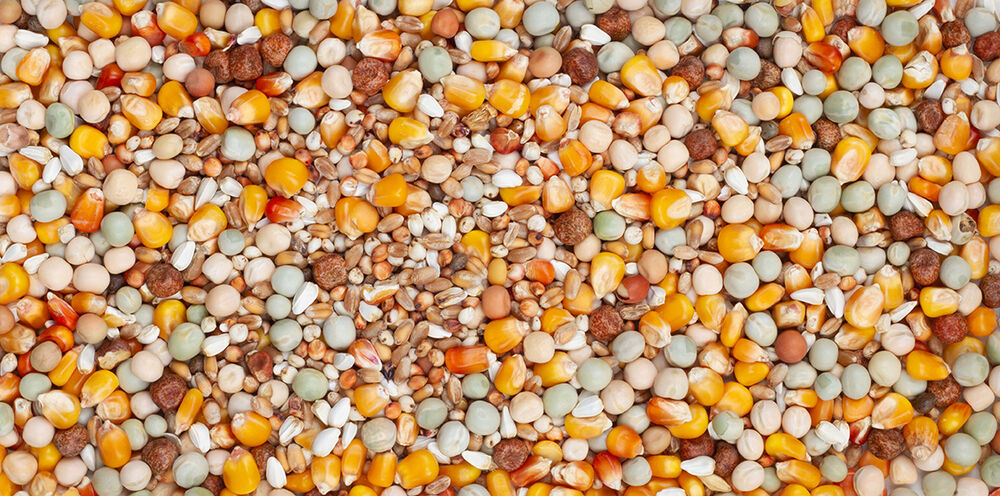 Beyers Original Kweek - Duivenvoer - 25 Kilogram