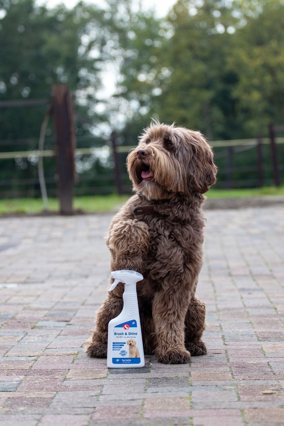Sectolin Brush & Shine - Antiklit- en Glansspray Hond - 500 Milliliter