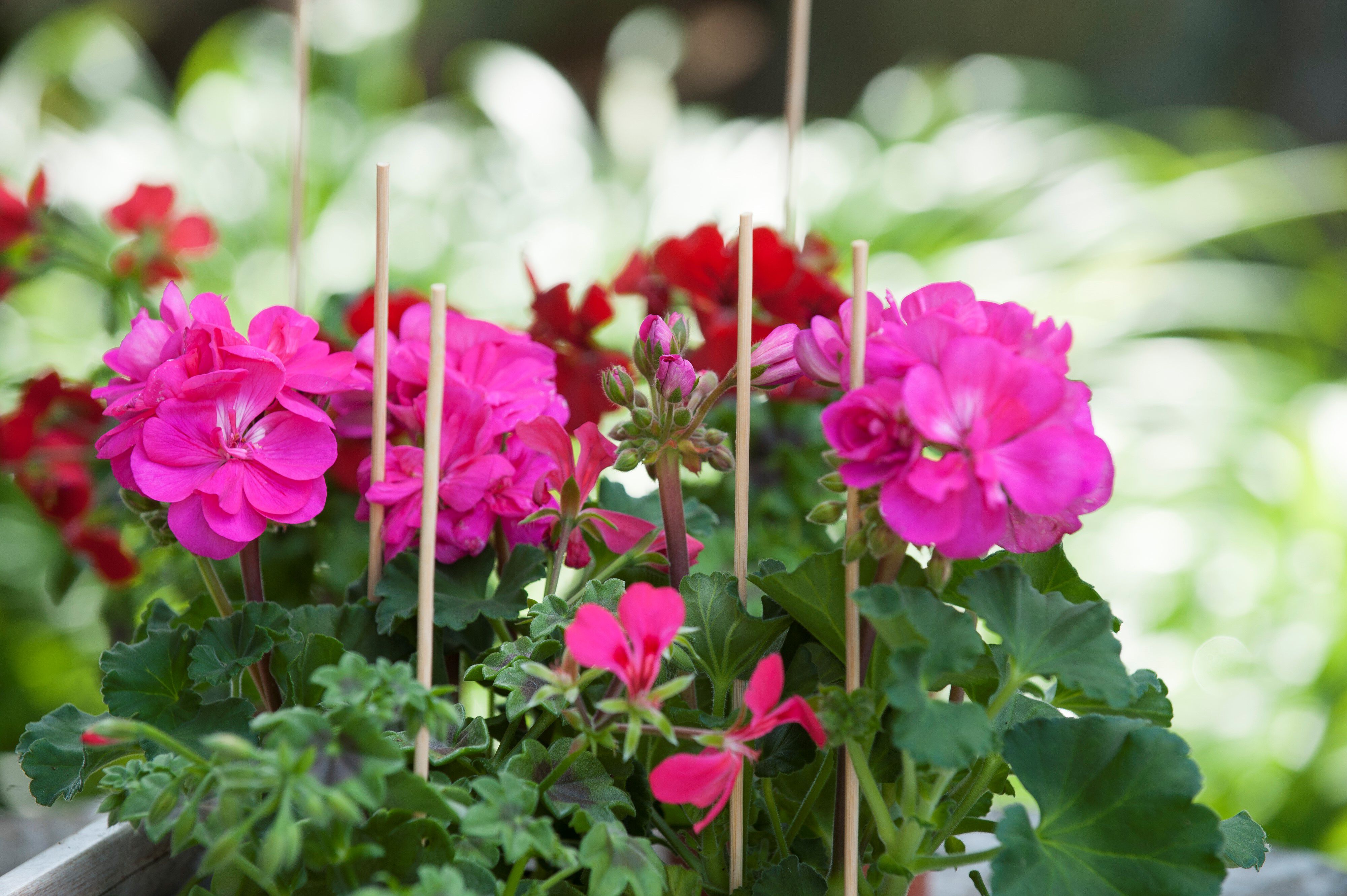 Nature Bamboestokken - Klim- en Geleide Artikelen