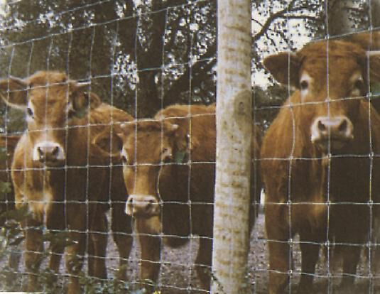 Betafence - Ursus Heavy Zincalu Super - Geknoopt - Ursusknoop - Verzinkt - 100 cm - 110x28x28 cm - 500 cm