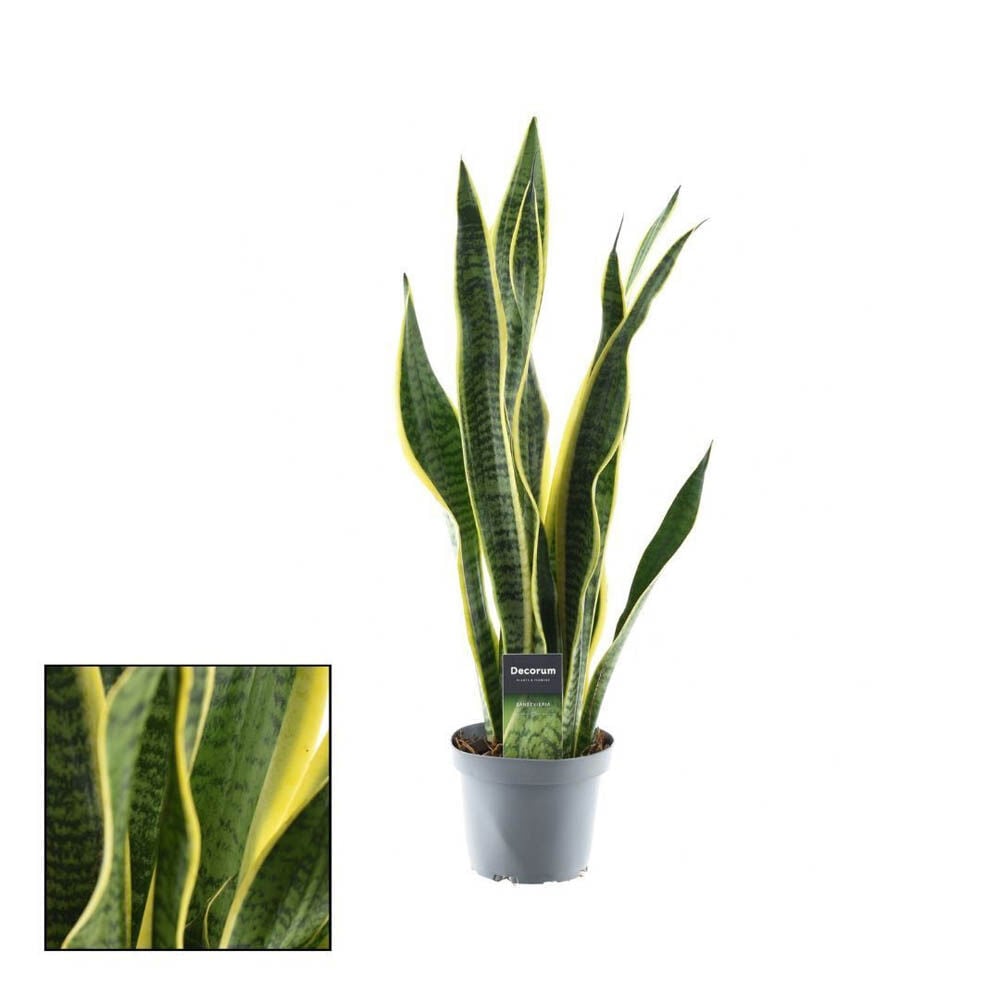 Sanseveria (vrouwentong) Breedbladig - Kamerplant