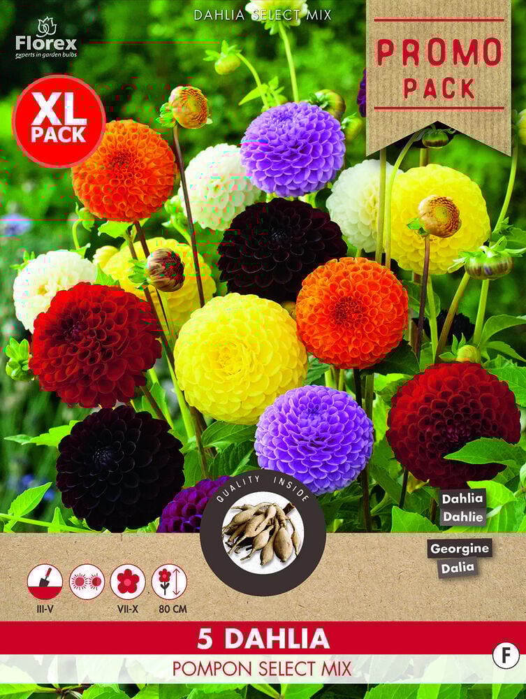 Florex Dahlia Pompon - Bloembollen