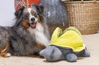 Beeztees Hide and Seek Schildo - Snuffelmat - Hondenspeelgoed - Multi - 15x24x30 cm
