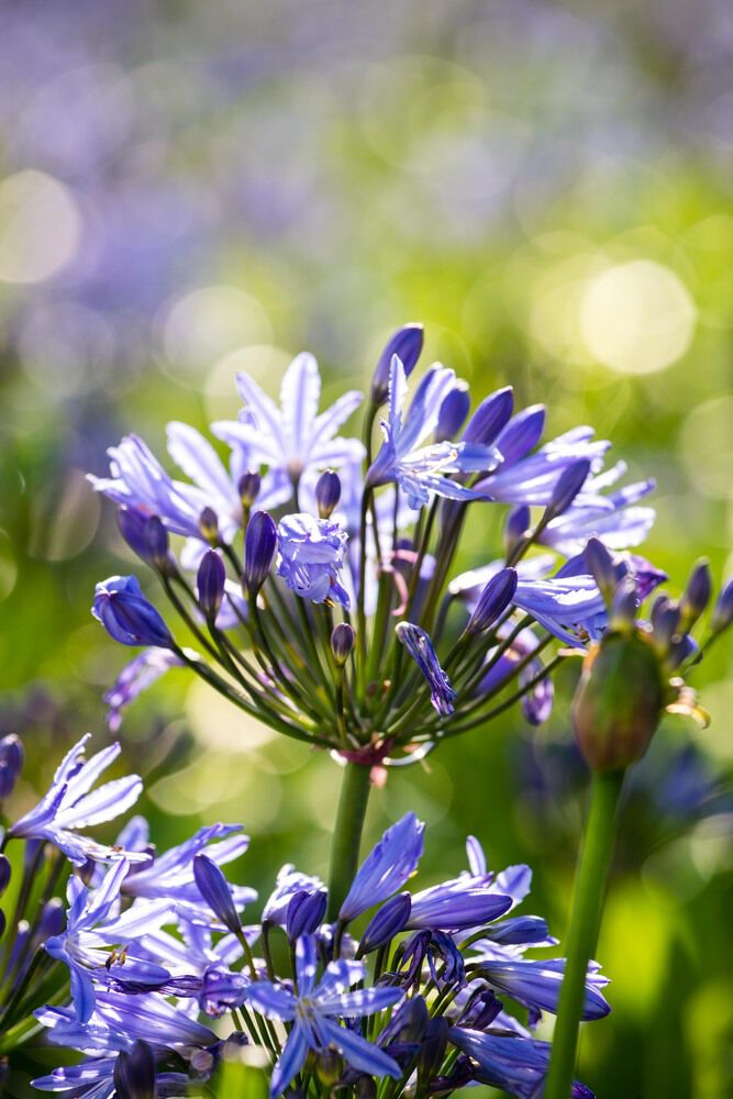 Agapanthus - Afrikaanse Lelie - Tuinplant - Diverse kleuren