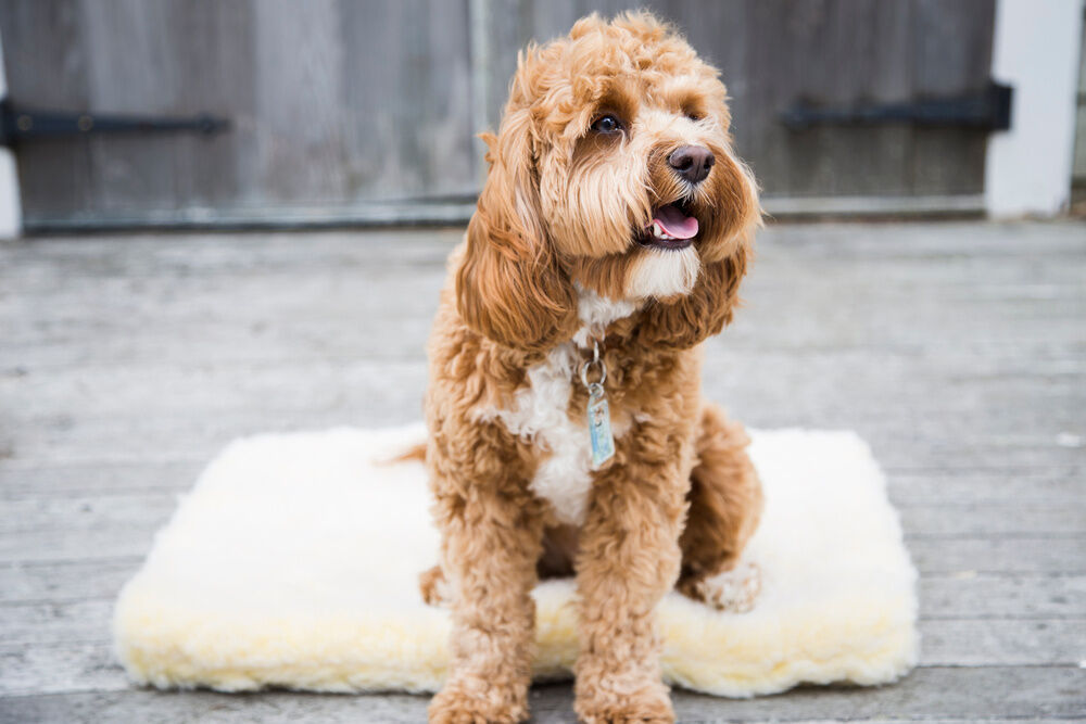 Huggle Hounds Fleecemat - Ligbed - naturel - 7.6x56x79 cm - S