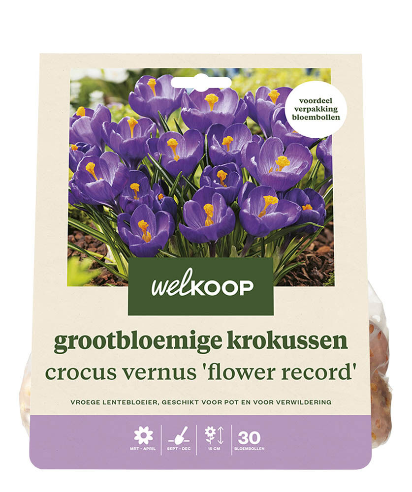 Welkoop Krokus Evi - Bloembollen