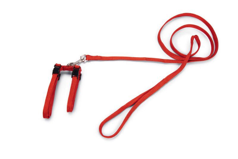 BEEZTEES - Kattentuigje - Rood - 100 cm