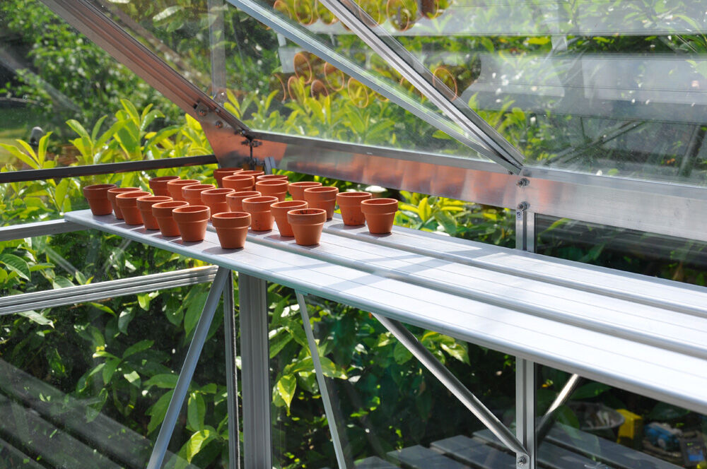 Royal Well Alu Sower - Kweekschap - L